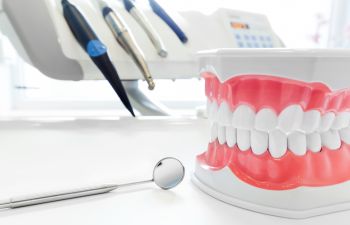 Dental Model of Gums